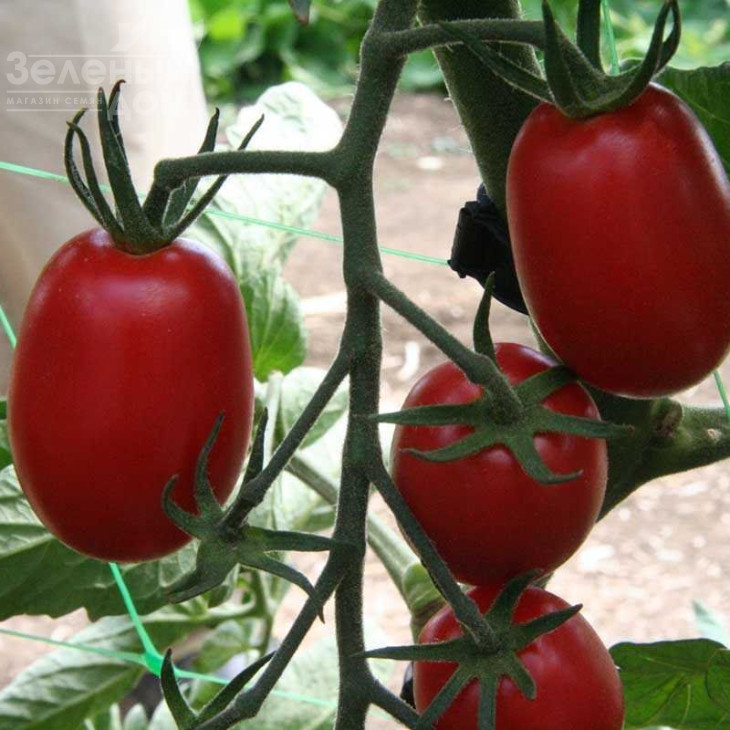 ЮГ 205 F1 / UG 205 F1,118 днів фото 1