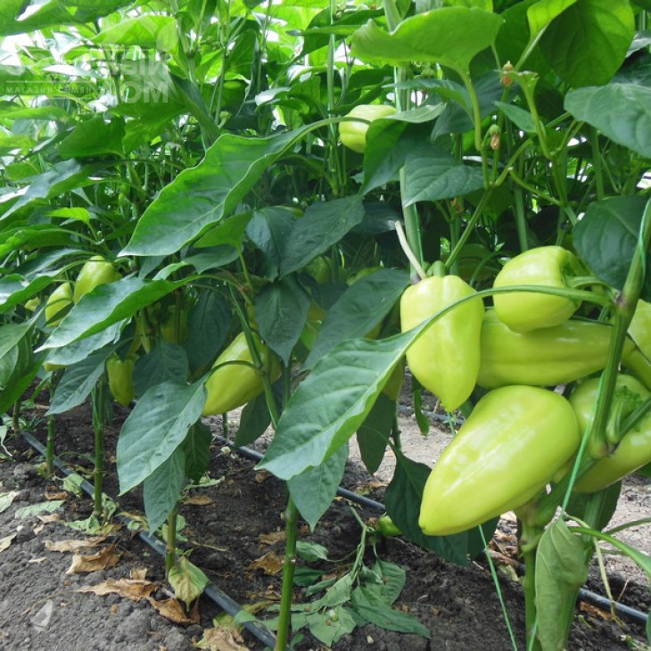 Амаретта F1 / Amaretta F1 фото 2