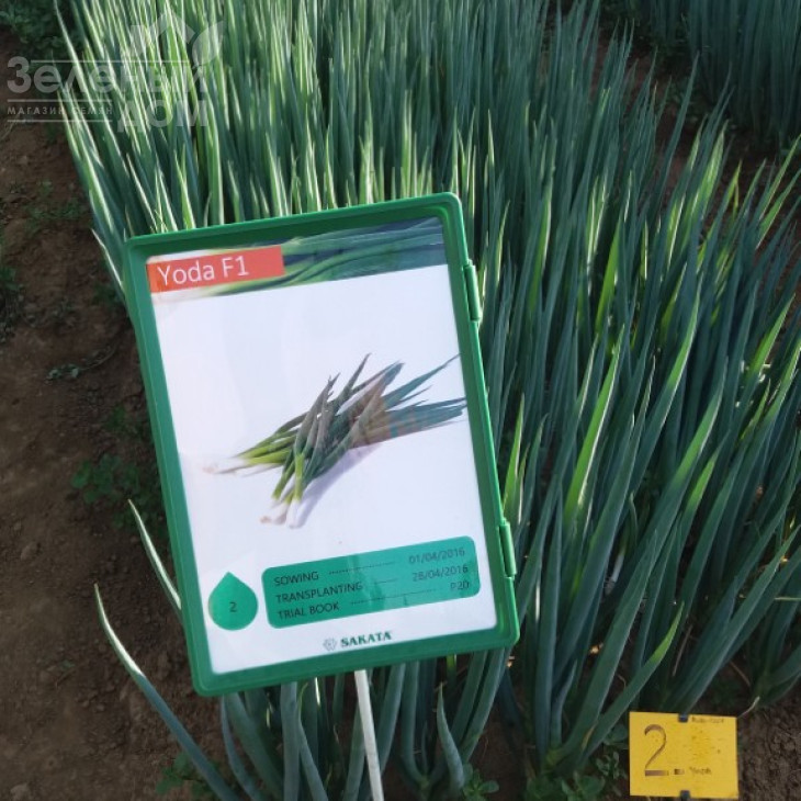 Йода F1 / Yoda F1 фото 5