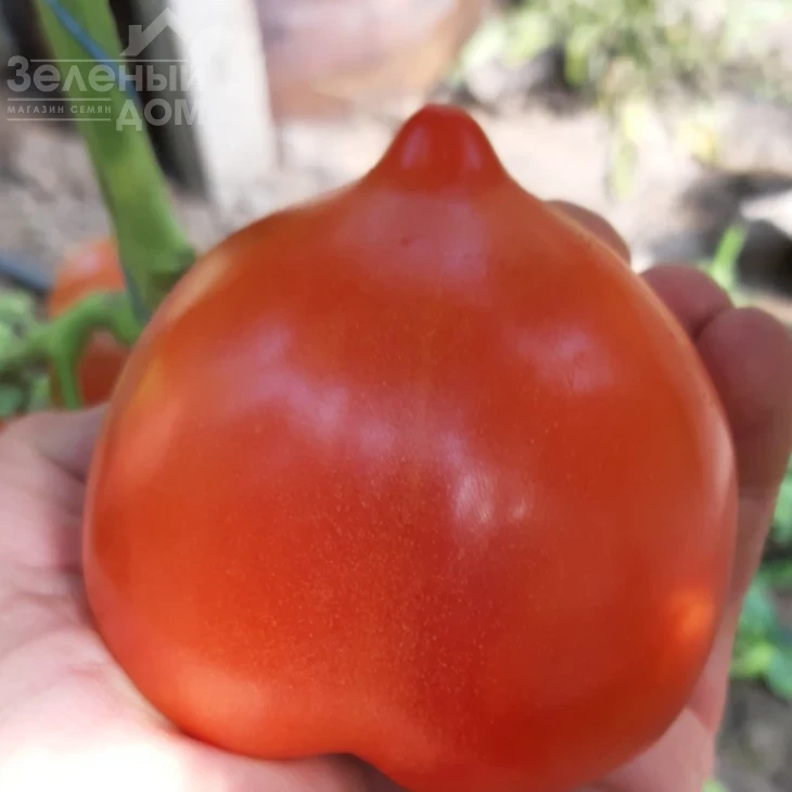 Никса F1 / Niksa F1, 65 -67 дней фото 4