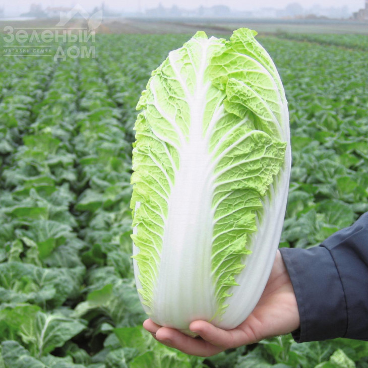 Еміко F1 / Emiko F1,67-72 дні фото 1