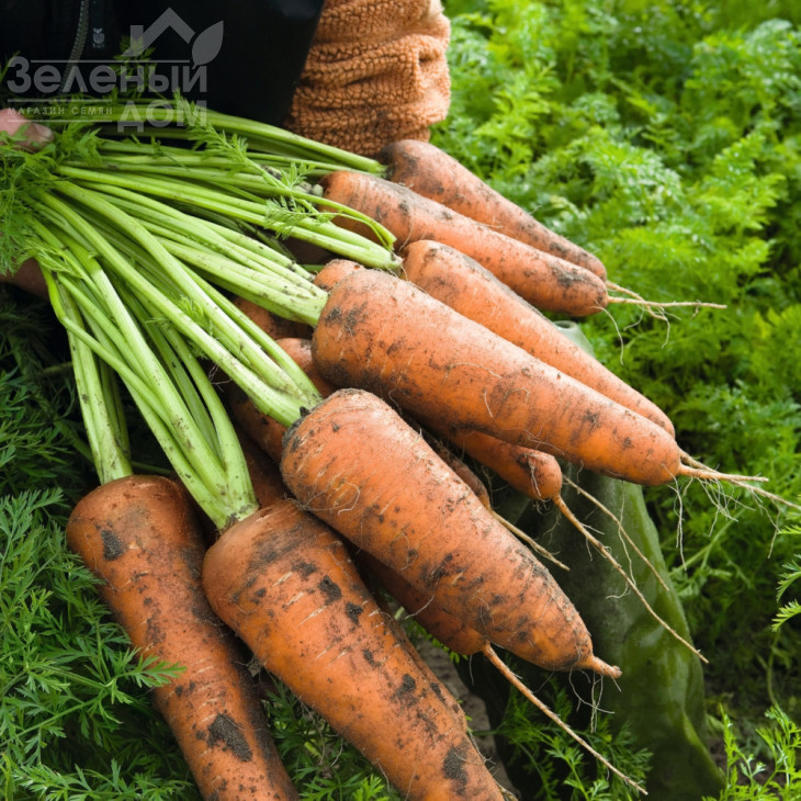 Кордоба F1 / Cordoba F1,95-105 днів фото 1