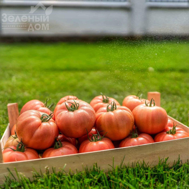 Гюсто F1 / Gusto F1 фото 5