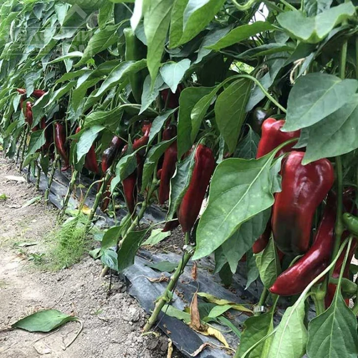 Лира Спарк F1 / Lira Spark F1, 55 дней  фото 3