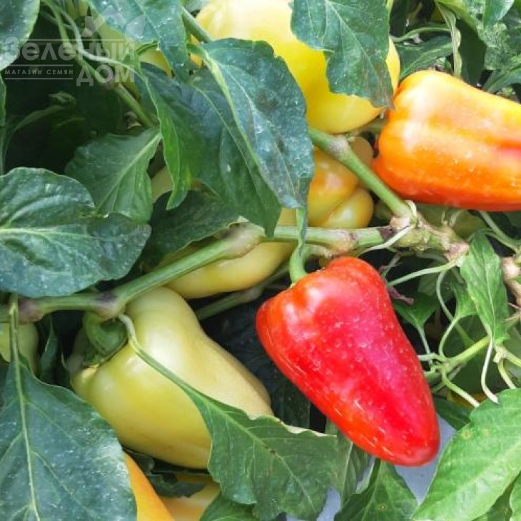 Лостун F1 / Lostun F1, 60-63 дні фото 2