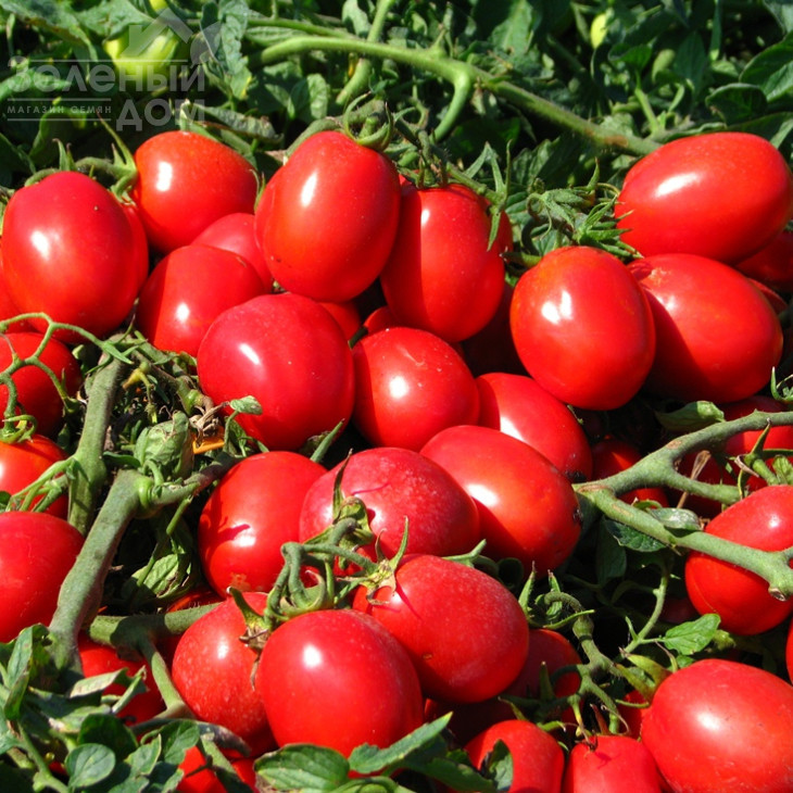 Кальверт F1 / Kalvert F1,75 днів фото 1