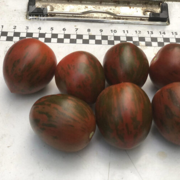 Марітта F1 / Maritta F1, 95 днів фото 2