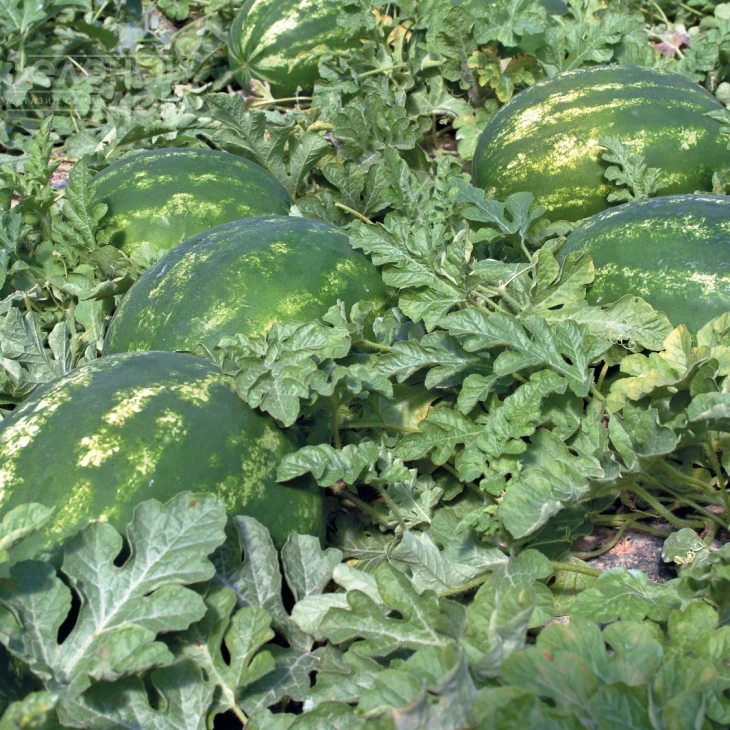 Каристан F1 / Karistan F1,64-67 дней фото 2