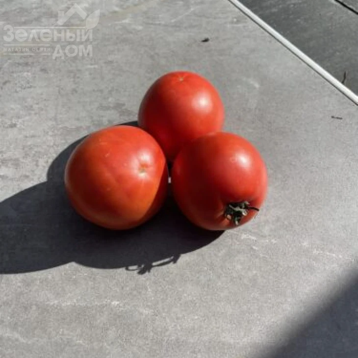 Хард Рок F1 / Hard Rok F1, 110 дней фото 2