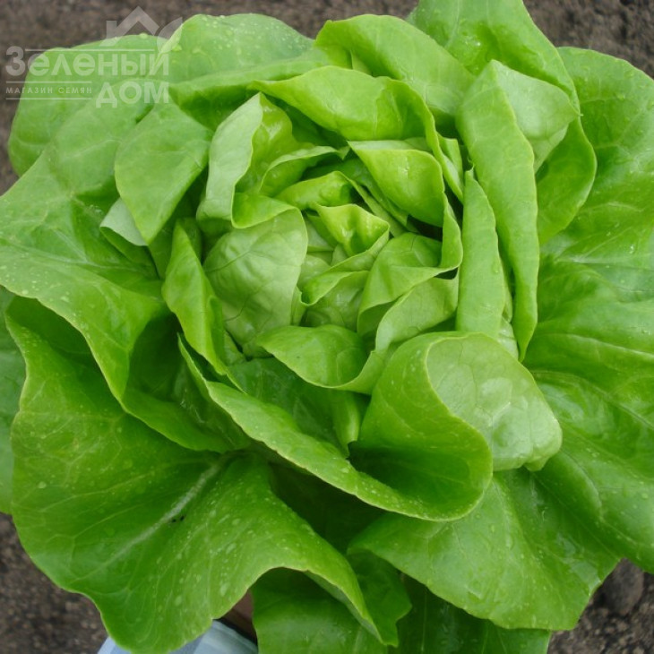 Ферлі / Ferly фото 1