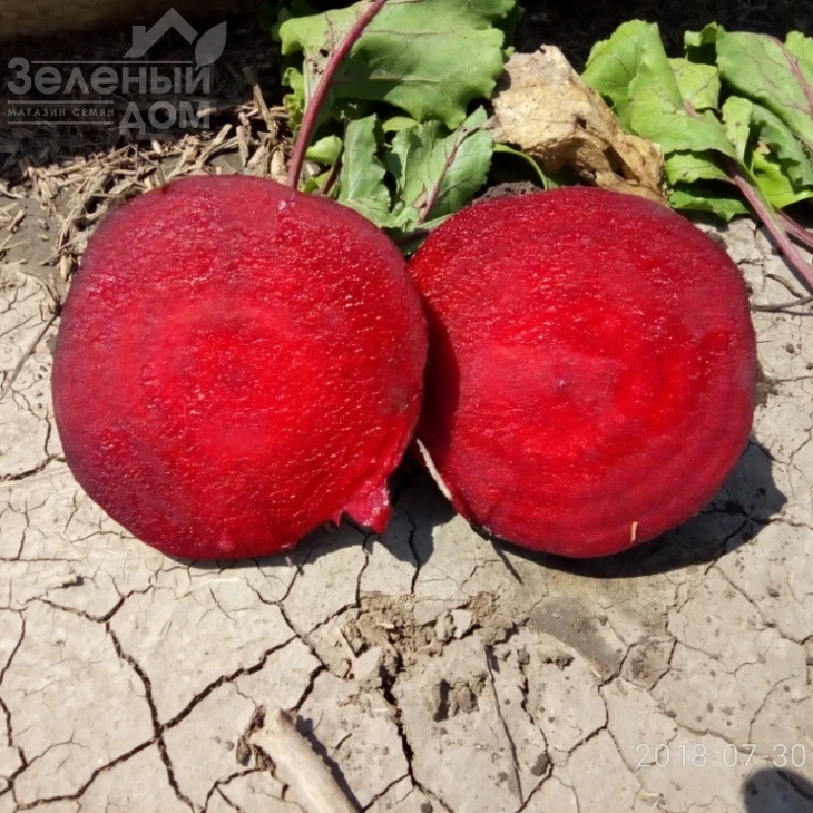 Детройт / Detroit, 75-90 дней фото 2