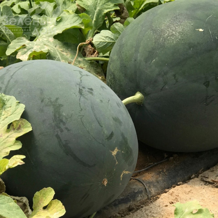 Маніса F1 / Manisa F1 фото 2