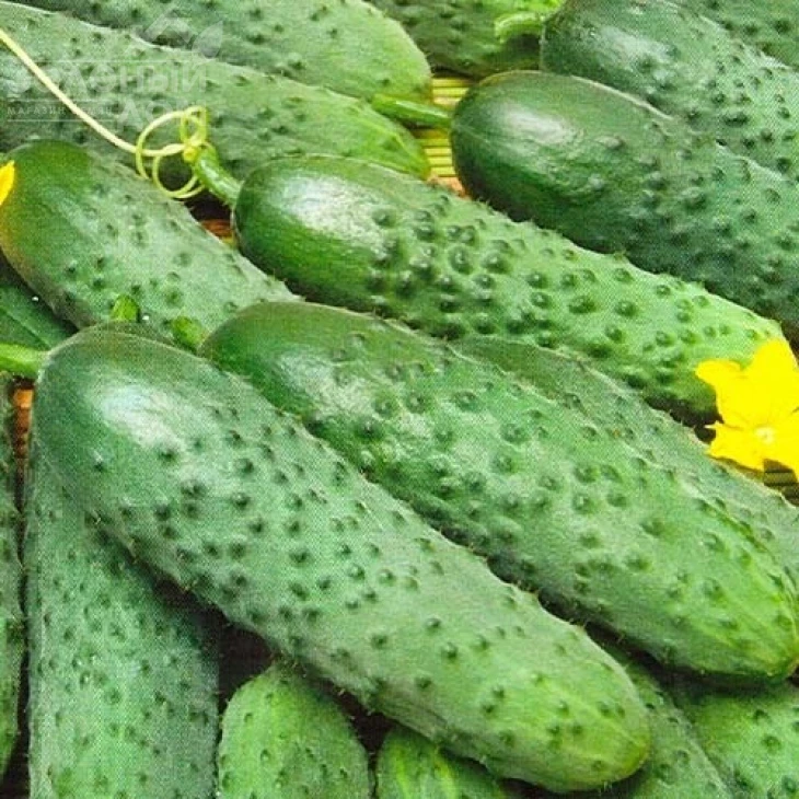 Ира F1 / Ira F1 фото 1