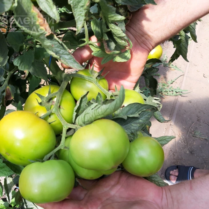 Бэлтон F1 / Belton F1, 65-67 дней фото 5