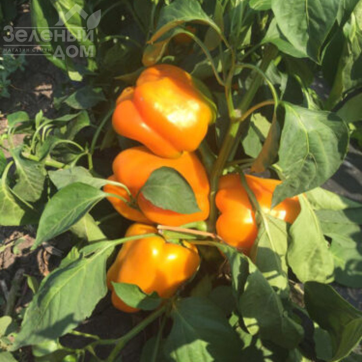 Віват F1 / Vivat F1,75 днів фото 3