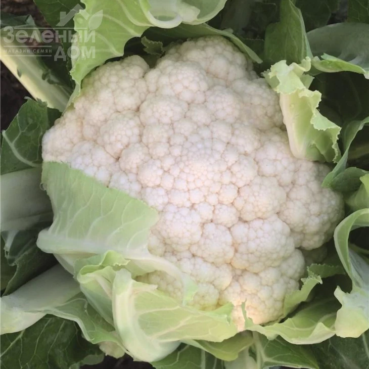 Зарагоза F1 / Zaragoza F1,78 дней фото 1