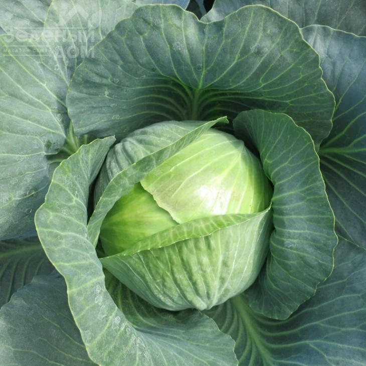 Гальватрон F1 / Galvatron F1,115 дней фото 1