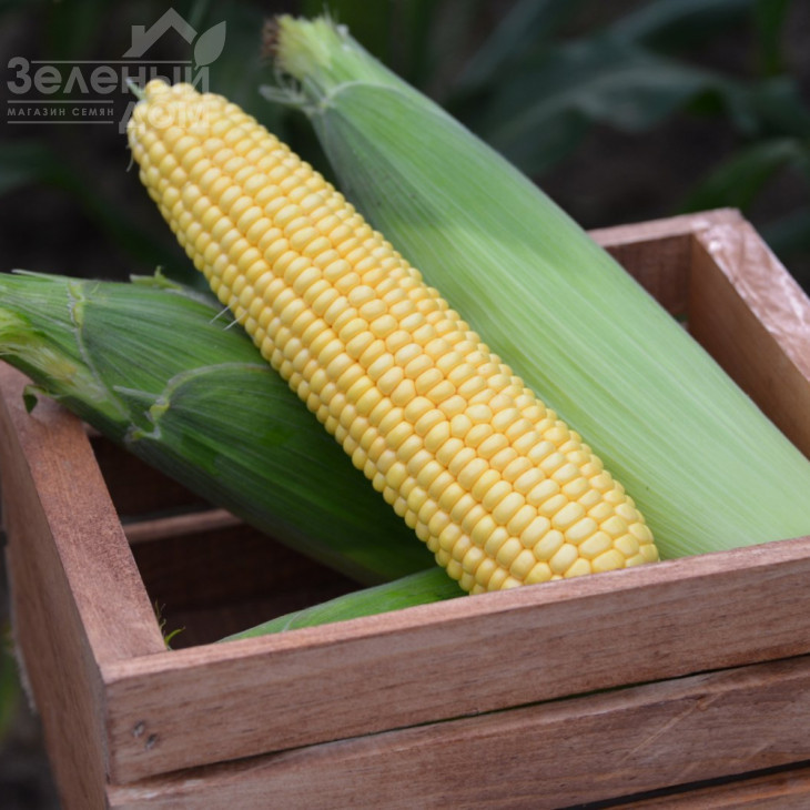 Турбін F1 / Turbin F1,70-72 дні фото 3