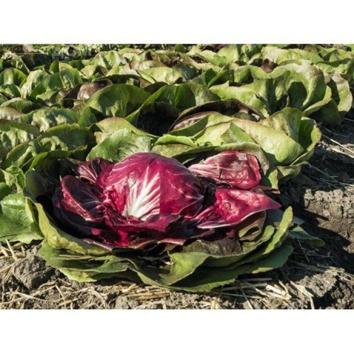 Васарі / Vasari,75 днів фото 1