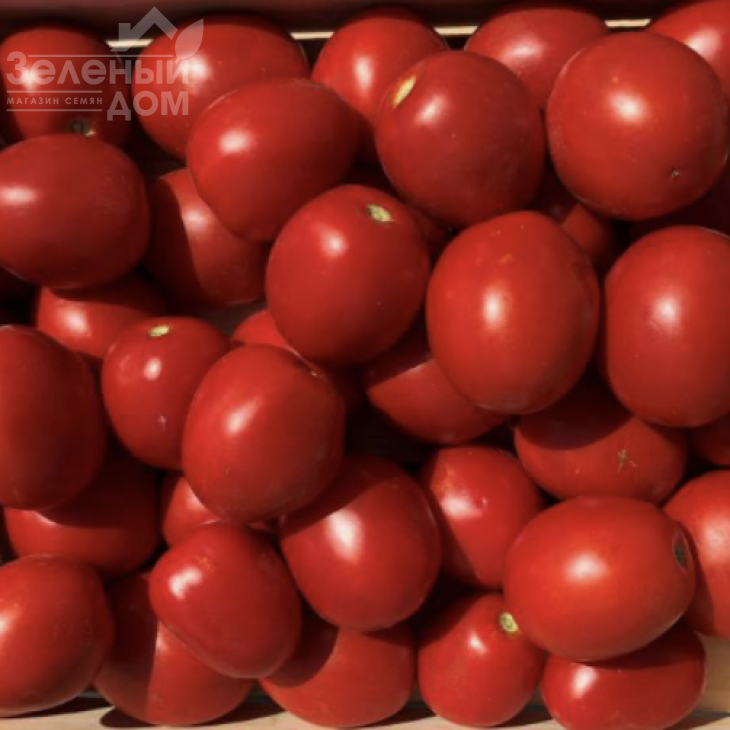 Енотріо F1 / Enotrio F1, 120 днів фото 2