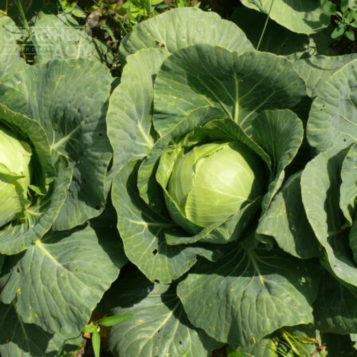 Пасадена F1 / Pasadena F1,50-55 днів фото 4