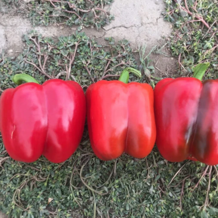 Аида F1 / Aida F1, 60 дней фото 2