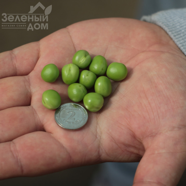 Роялсайз / Royalsayz фото 4