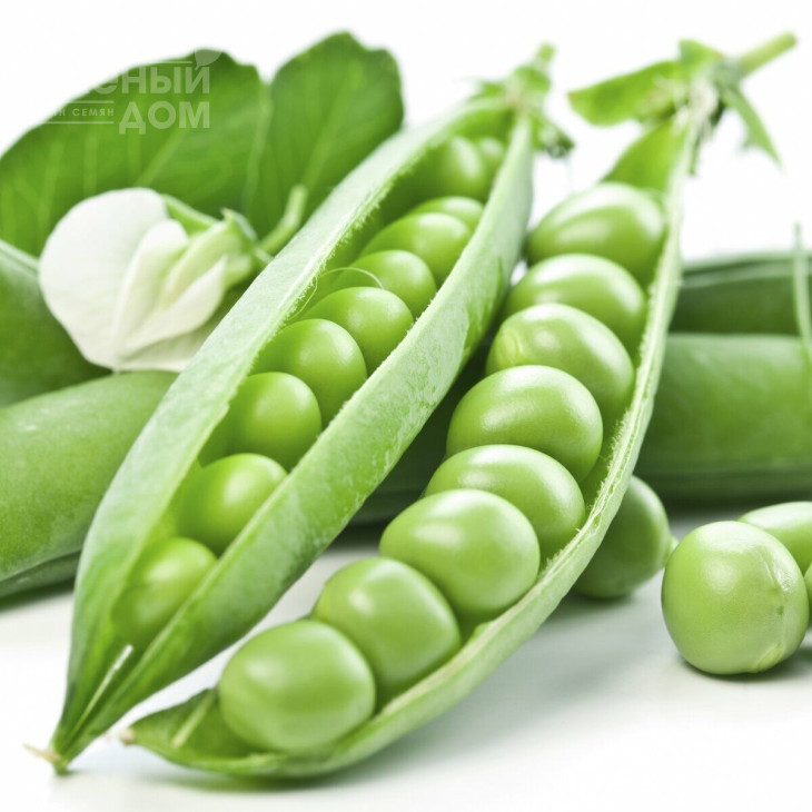 Преладо / Prelado, 58 днів фото 3