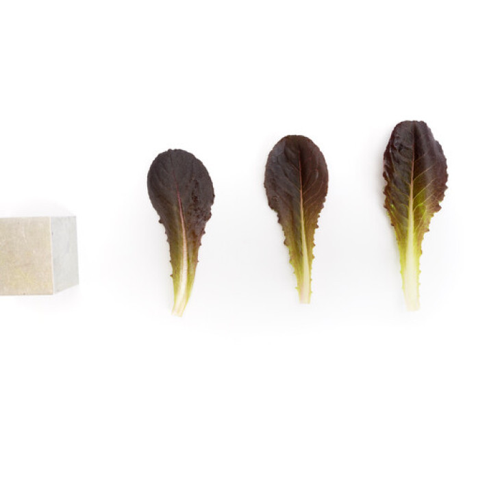 Дзенарді / Zanardi  фото 2