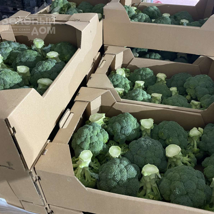 Самоа F1 / Samoa F1, 55-60 днів фото 2