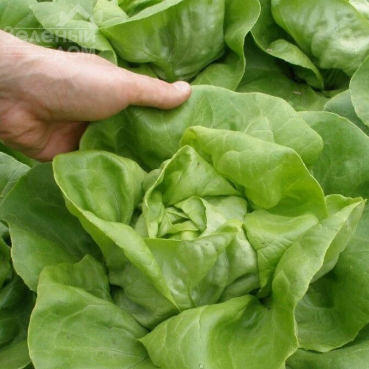 Цитрін / Citrin фото 1