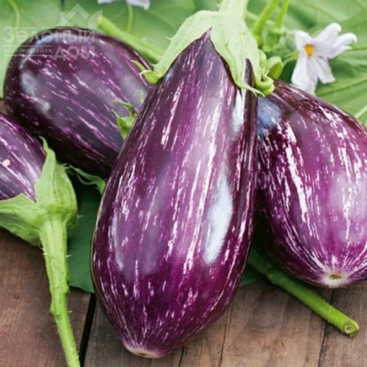 Цаконики / Cakoniki фото 1