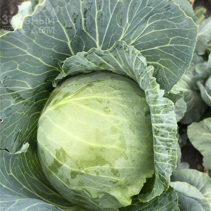 Ботран F1 / Botran F1,83 дні фото 1