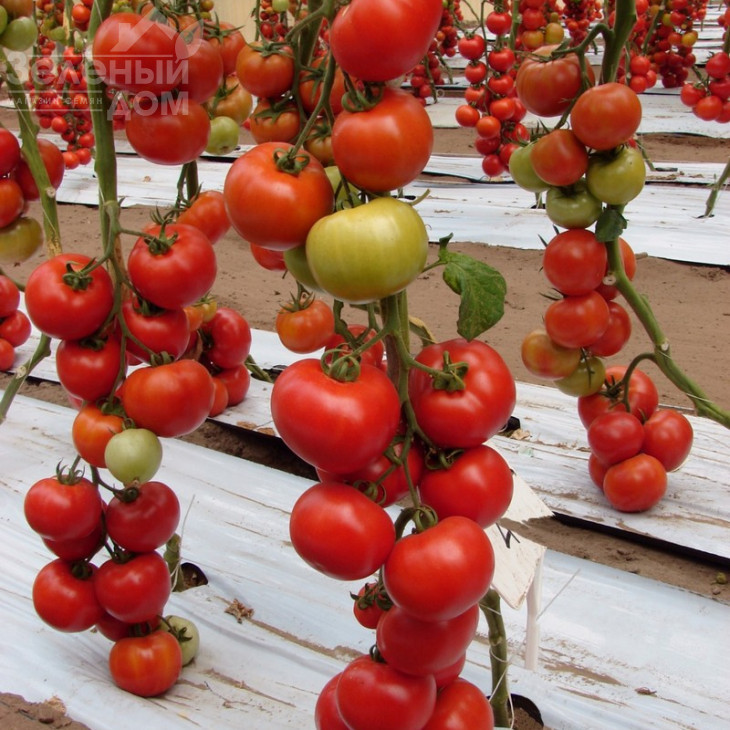 Беллє F1 / Belle F1,65 днів фото 3