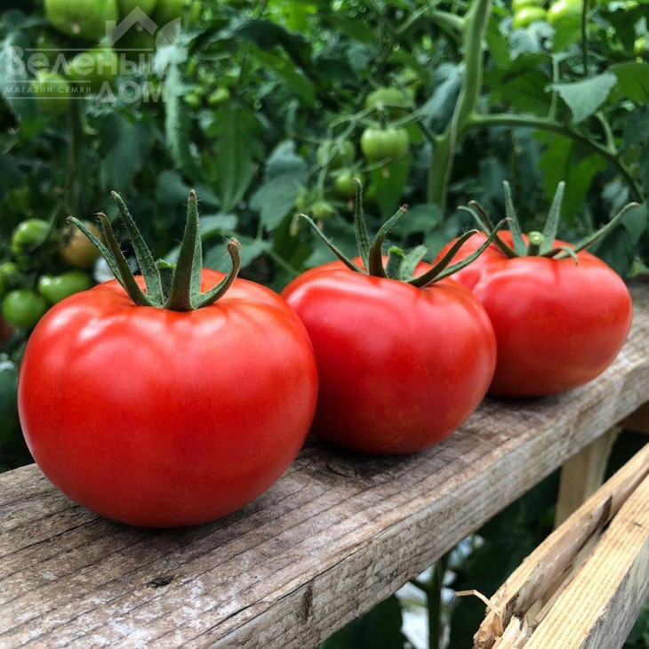 Клад F1 / Klad F1,95 днів фото 4