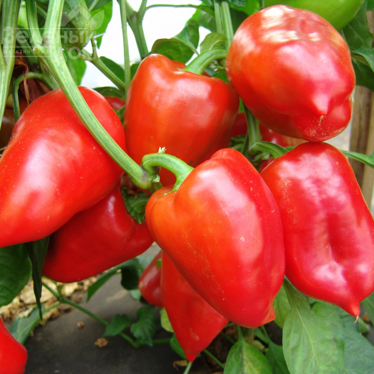 Рубінова / Rubinovaya фото 1