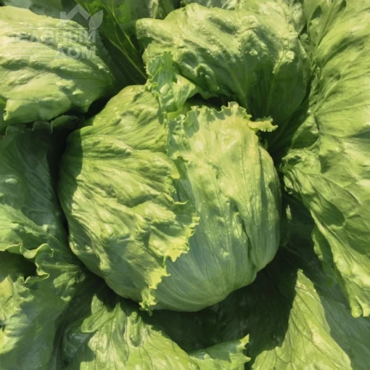 Неферин / Neferin фото 1