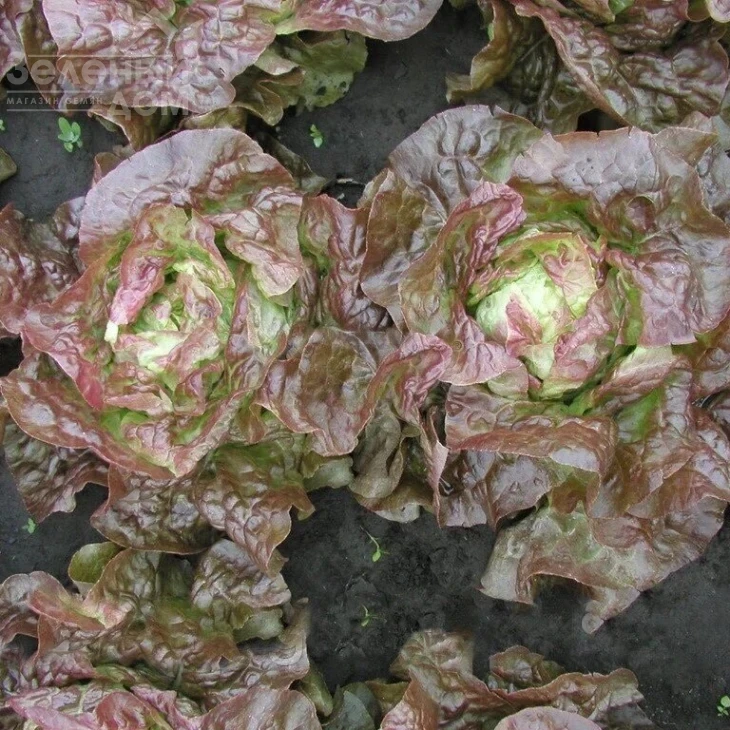 Черванек / Chervanek фото 1