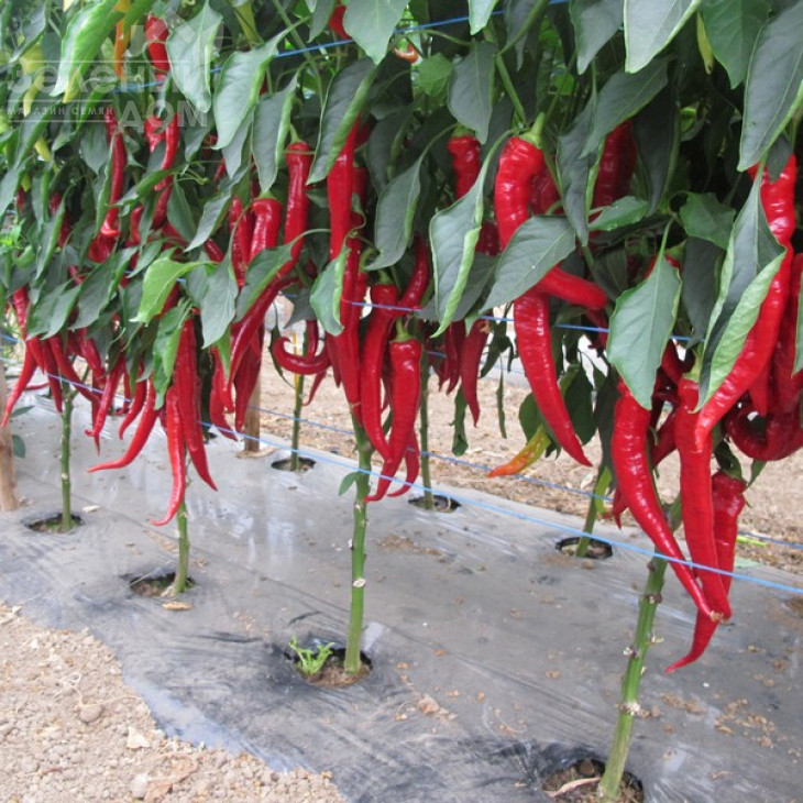 Шакіра F1 / Shakira F1 фото 1