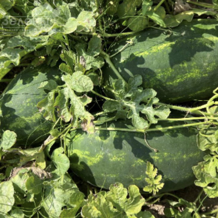 Експлорер F1 / Eksplorer F1,62-65 днів фото 4