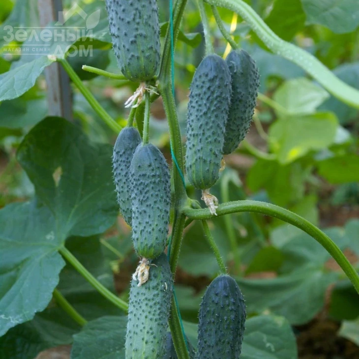 Дерия F1 / Derya F1,45 дней фото 1