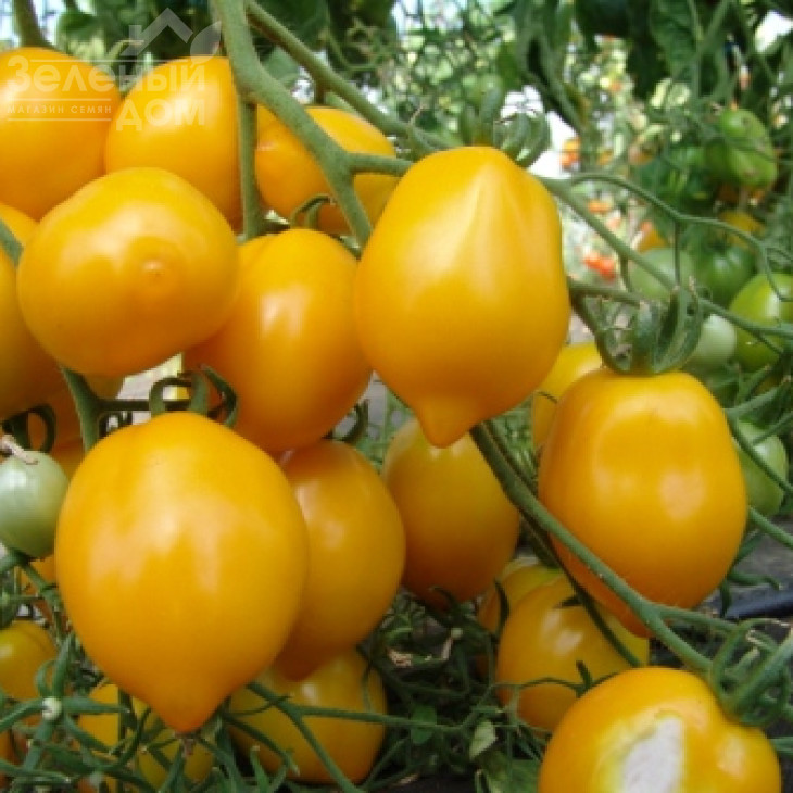 Цитріна / Tsitrina,100-108 днів фото 1