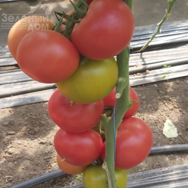 Ланканг F1 / Lankanh F1 фото 1