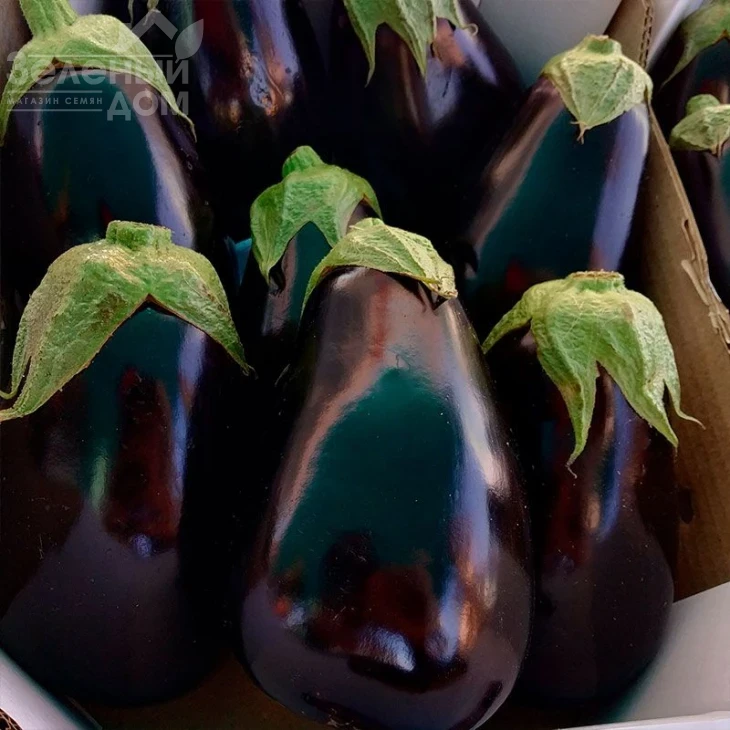 Сара F1 (CRX 50129) / Sara F1 (CRX 50129),58-62 дня фото 1