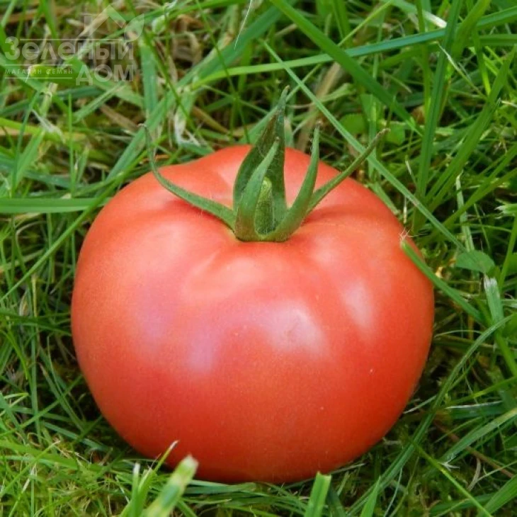 Торбей F1 / Torbay F1,70-75 дней фото 1