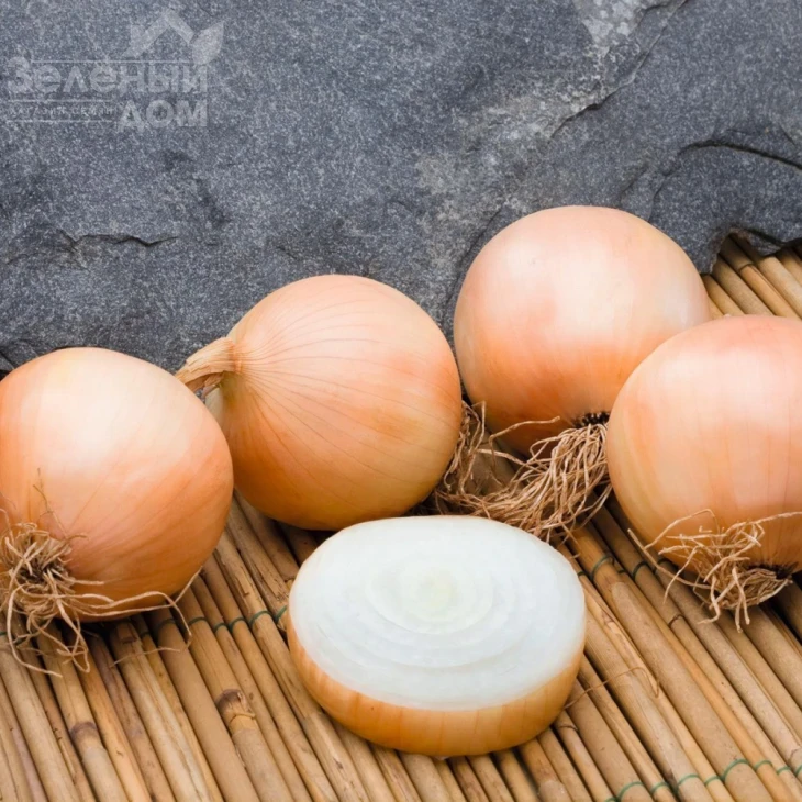 Дерби F1 / Derby F1,90-95 дней фото 2