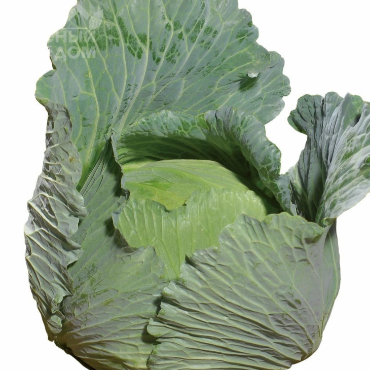 Світі F1 / Sviti F1, 80-90 днів  фото 3