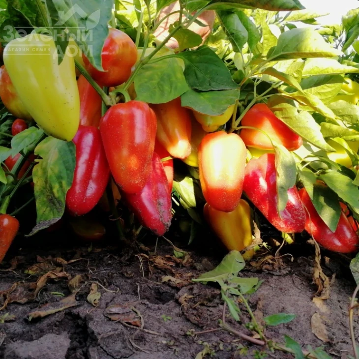 Венера F1 / Venera F1 фото 2