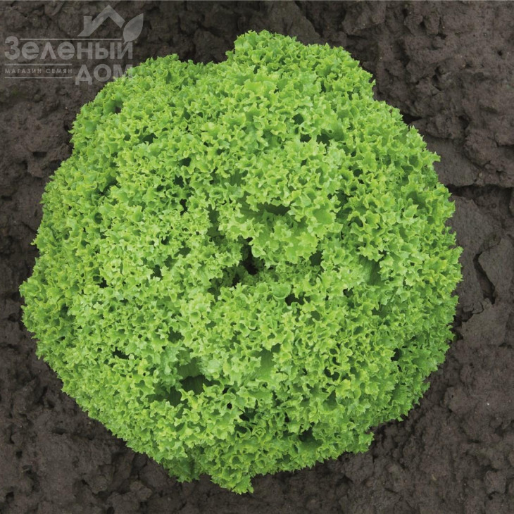 Біондонна / Biondonna,45-50 днів фото 2