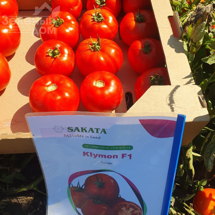 Клімон F1 / Klimon F1, 67-72 днів фото 2